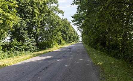 Road lined with trees