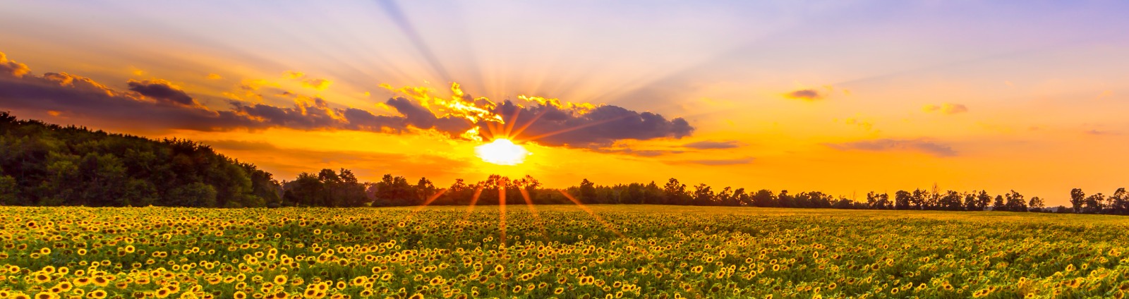 Sunflower field. Photo taken by Todd Marco.