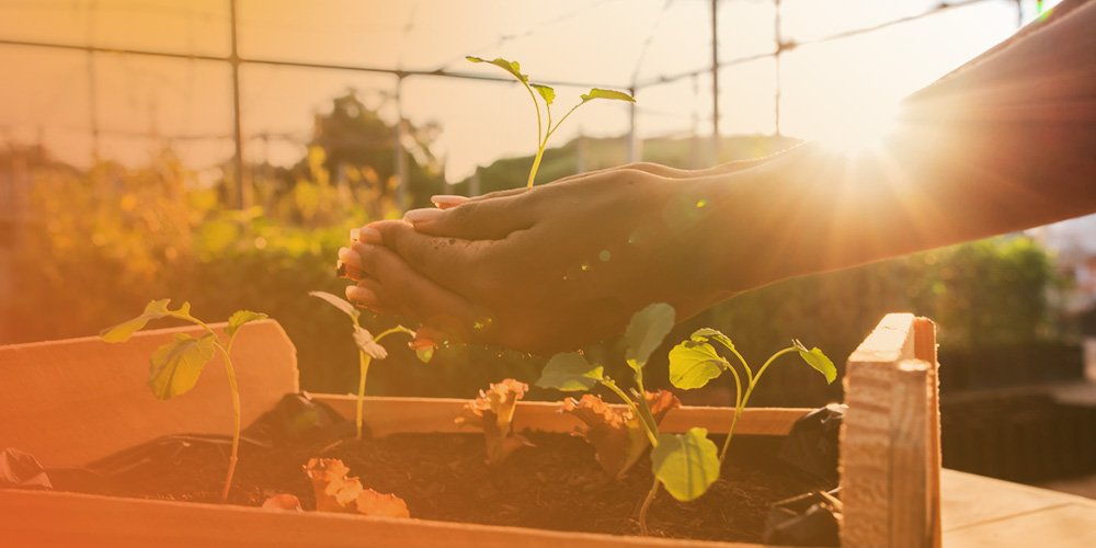 planting flower in employee garden