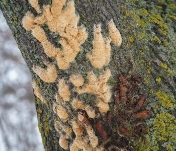 Spongy moth egg mass on tree