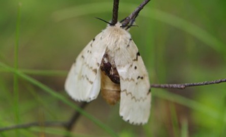 Spongy moth on a twig in a forest