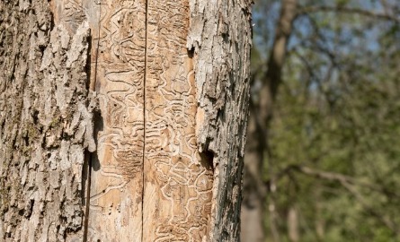 Dead Tree Trunk Showing Tracks of Emerald Ash Borer