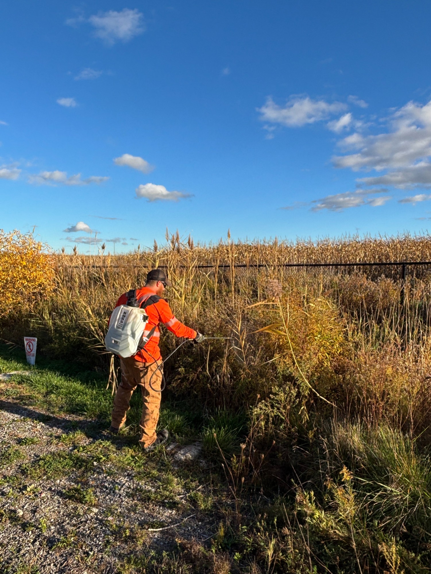 A licensed contractor spraying invasive Phragmites