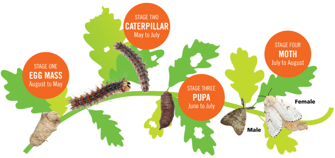 Lifecycle of spongy moth from egg mass to caterpillar to cocoon to adult moth