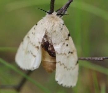 White spongy moth on branch