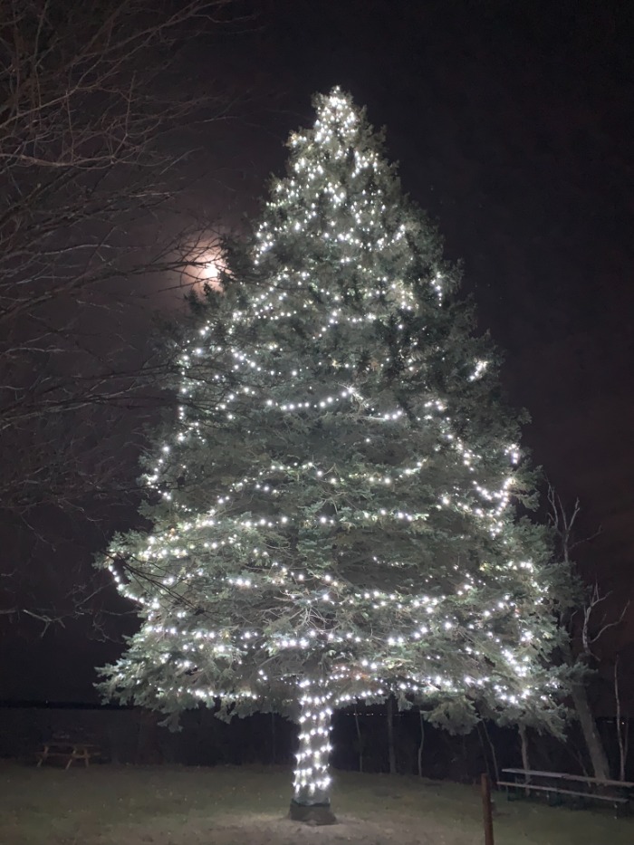 Tree with lights 