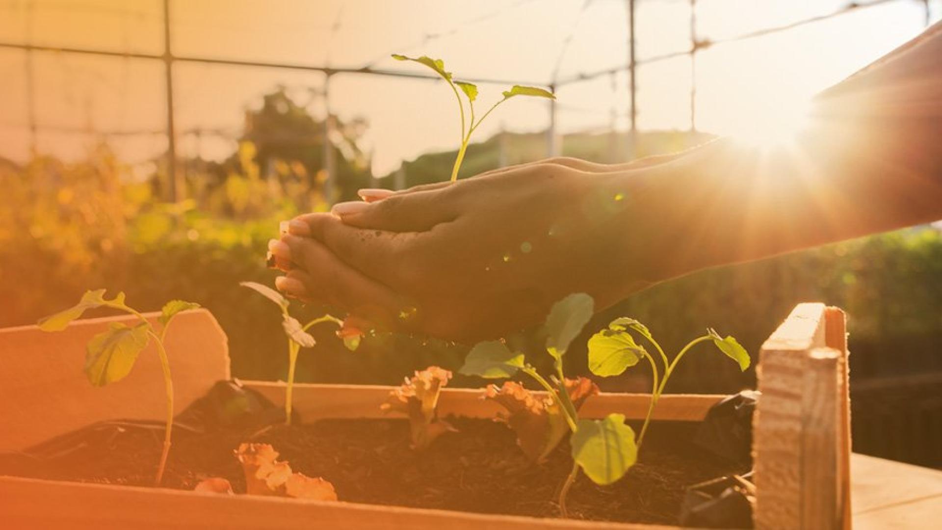 planting flower in employee garden