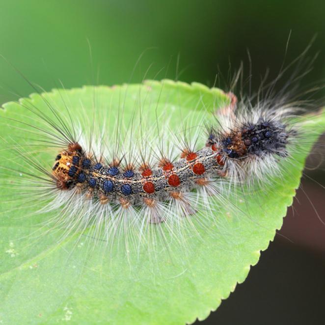 Spongy moth caterpillar crawling on green leaf