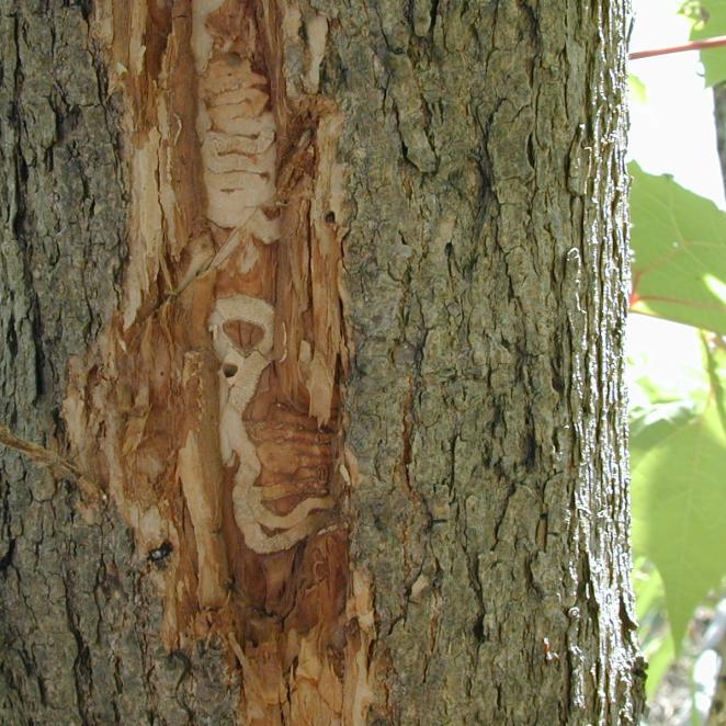 Damage to ash tree bark from emerald ash borer beetle