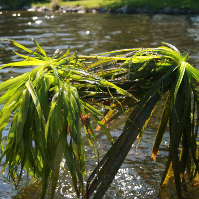 Water soldier taken out of water, showing long, sharp green edges